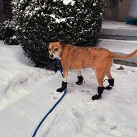 doggmom6