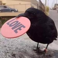 Midnight_Raven