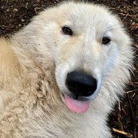 _sewerwolf_