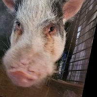 Pigmama77