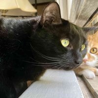 jhbandcats