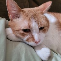 GarbageCat