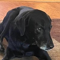 LizziIsBarking