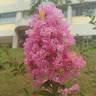 BeaMel